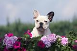 BOULEDOGUE FRANCAIS 647